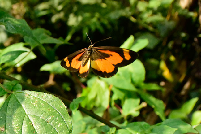 カザリヒメホソチョウの飛翔