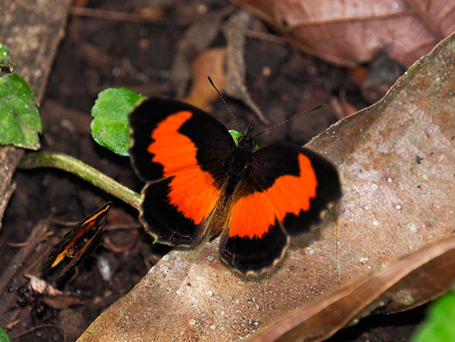 アカタテハに近いチョウ？