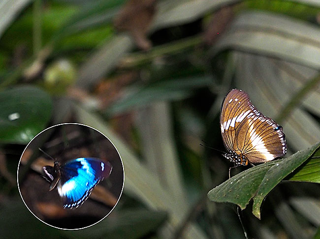 サザナミムラサキ