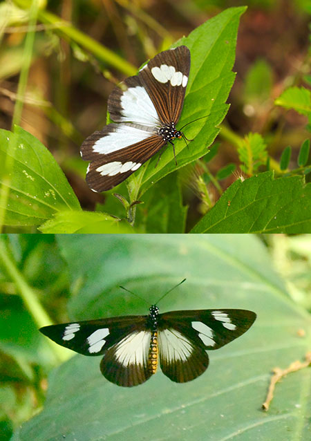 ホソチョウに似たガ