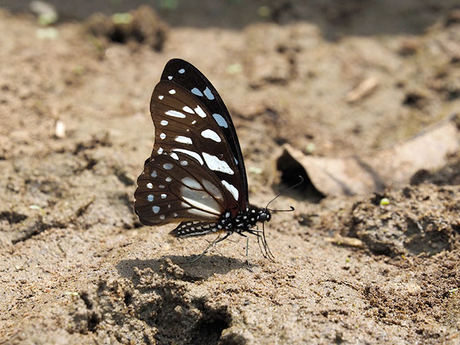 擬態していないアフリカマダラタイマイ