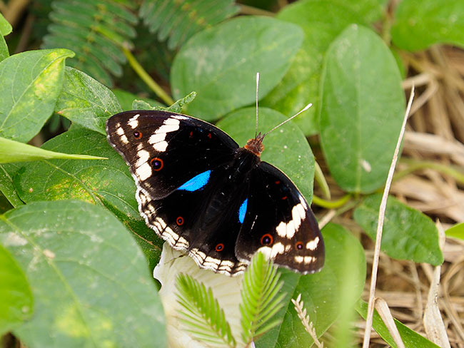 アフリカタテハモドキ