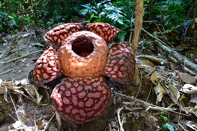 ラフレッシアは咲いていた