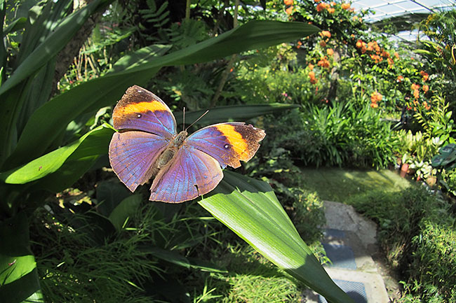 バタフライファーム