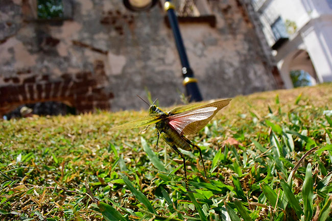 マラッカ、セントポール教会のバッタ