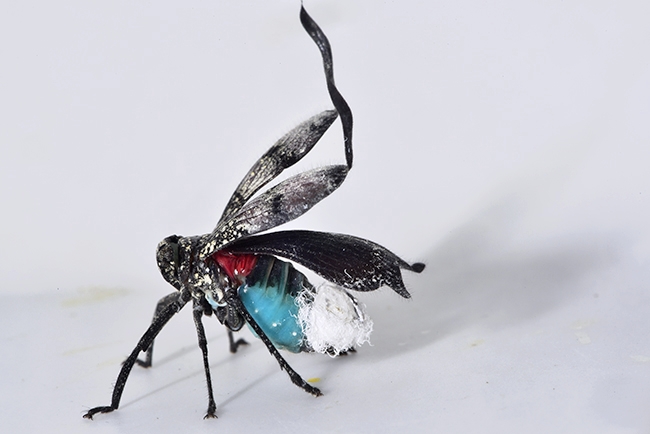 マレー半島のウシロムキアルキ