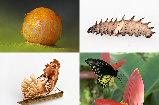 マレーシアで昆虫の児童書を作る