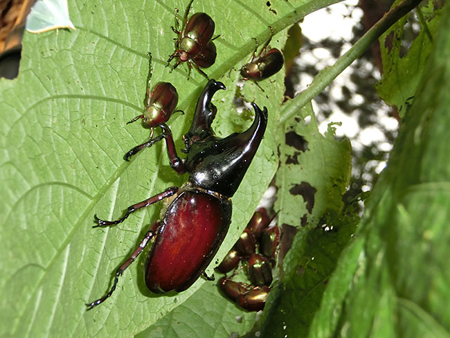 ボルネオへ出発