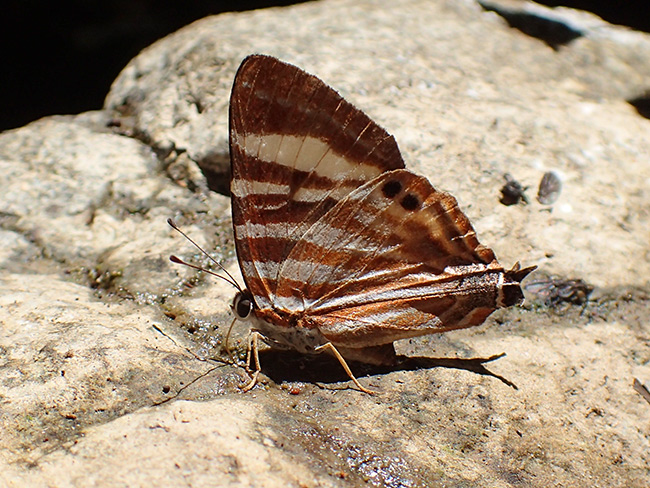 キナバルでシジミタテハ