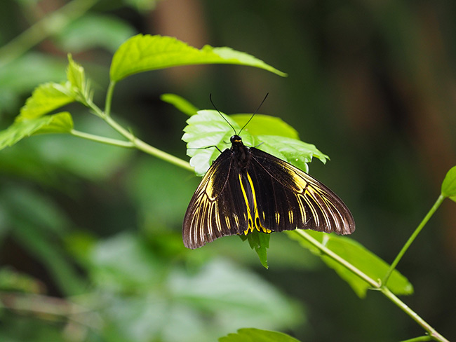 アンフリサスキシタアゲハ