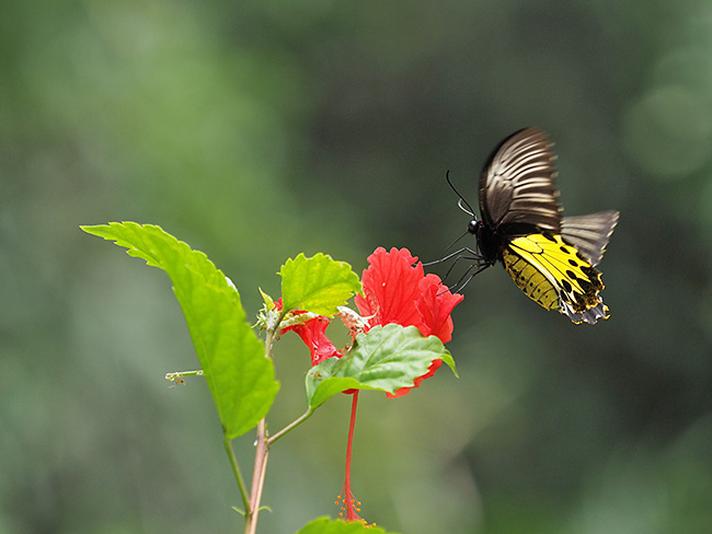 ヘレナキシタアゲハ