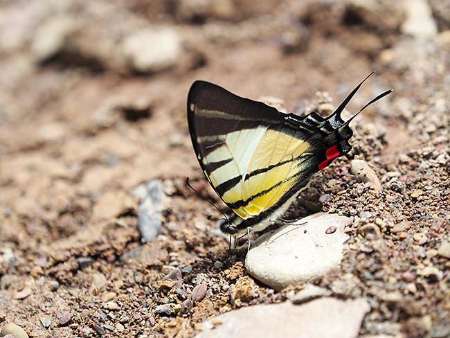 キナバルオナガタイマイ
