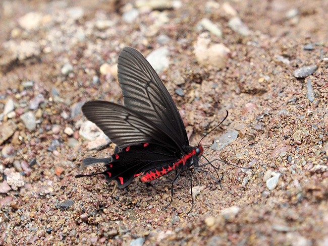 真っ黒いベニモンアゲハ