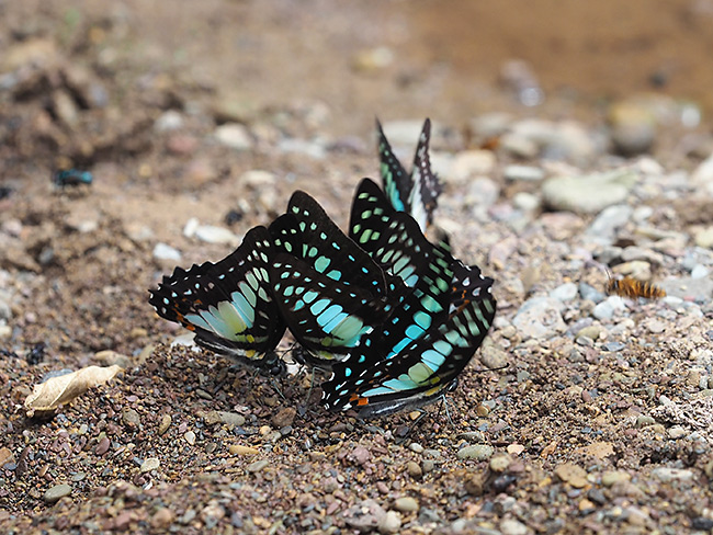 キナバルミカドアゲハ