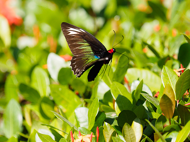 アカエリトリバネアゲハのメス