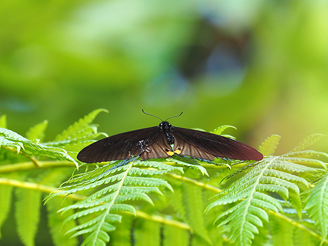 スラテリマネシアゲハ