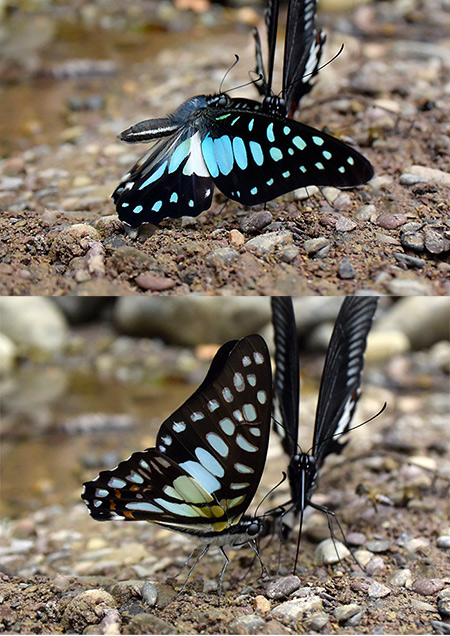 バチクルスタイマイの飛翔