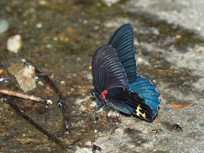 ボルネオのナガサキアゲハのオス