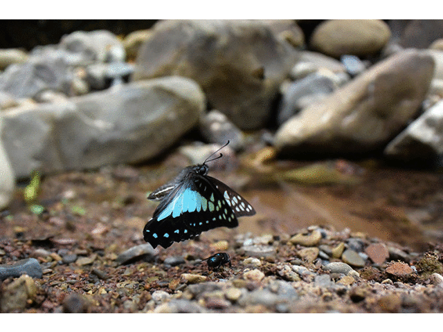 キナバルミカドアゲハの飛翔