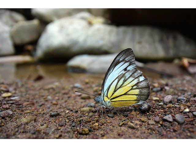カルデナトガリシロチョウ