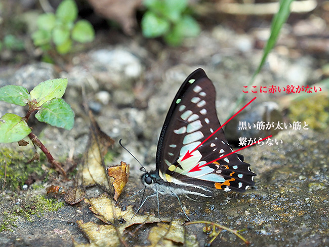 キナバルミカドアゲハの見分け方