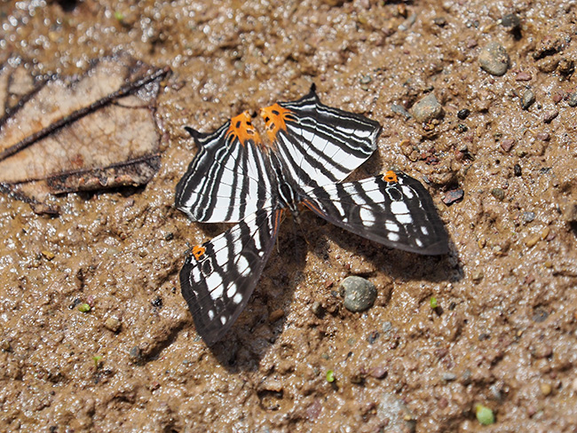 マエナリスイシガケチョウ