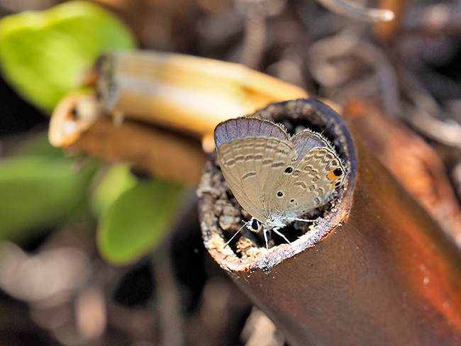 クロマダラソテツシジミ