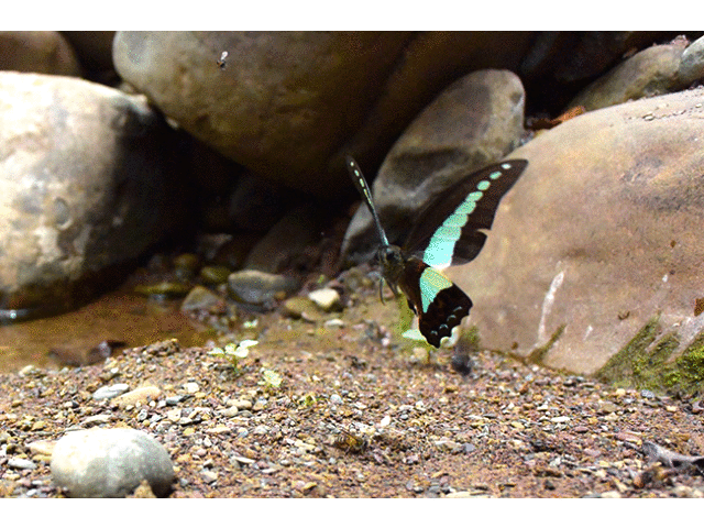 アオスジアゲハの飛翔