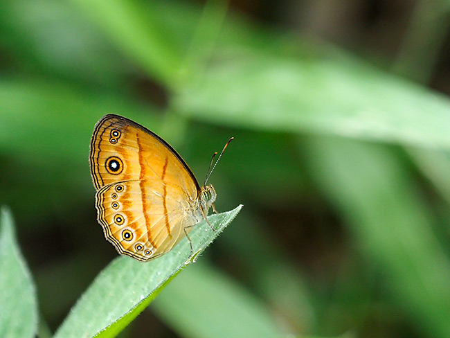 アナピタコジャノメ