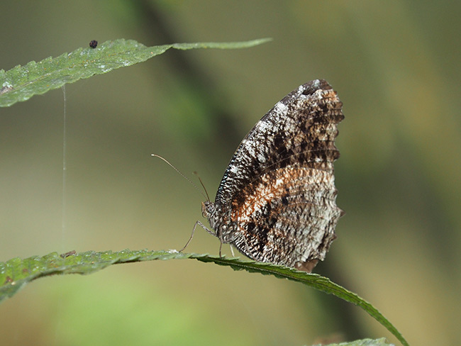 ネサエアマネシジャノメ