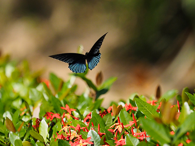 ナガサキアゲハの飛翔