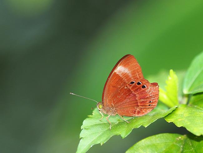 カウサンビイシジミタテハ