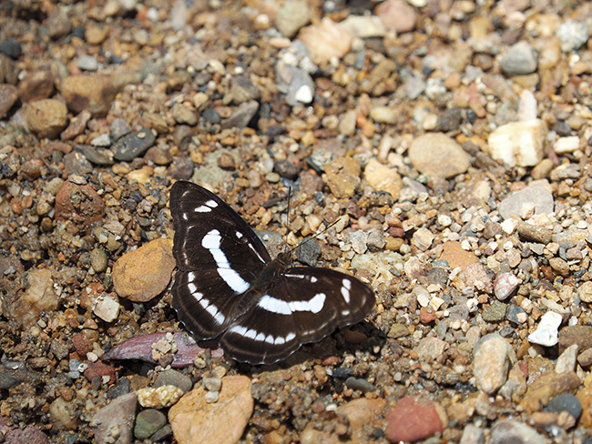 ヤエヤマイチモンジ