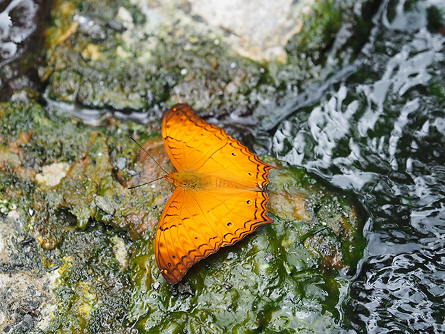 チャイロタテハ