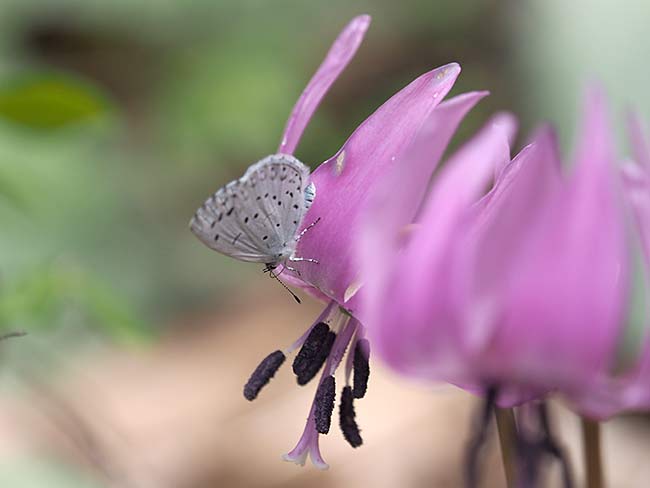 カタクリにルリシジミ