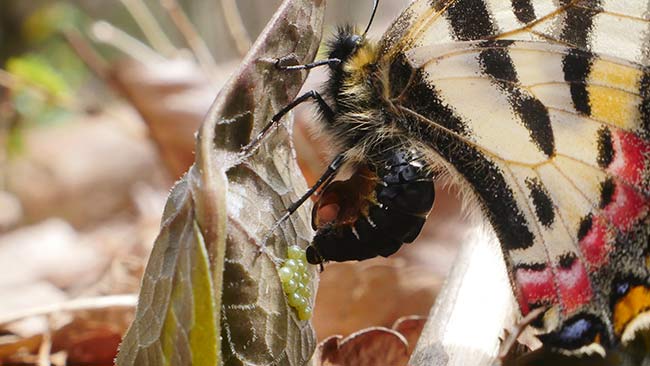 4kフォトでヒメギフチョウの産卵を撮る