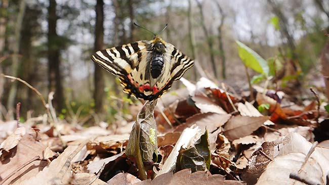 飛び立ったヒメギフチョウ