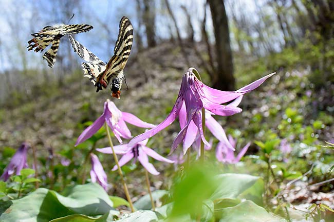 ヒメギフチョウの求愛