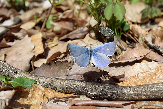 ルリシジミの飛翔