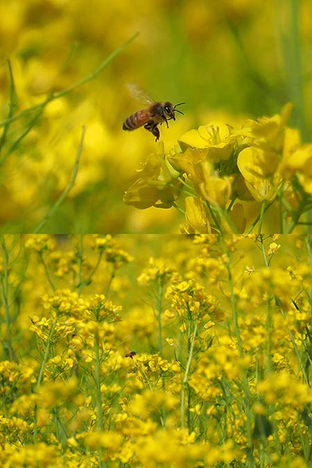 高性能なズームレンズとトリミング