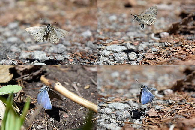 スギタニルリシジミの飛翔