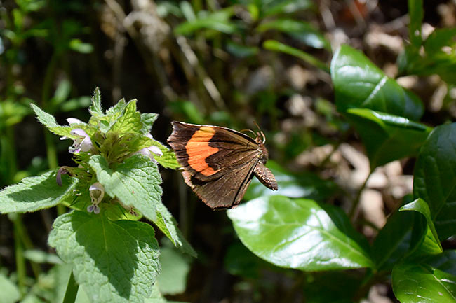イカリモンガの飛翔