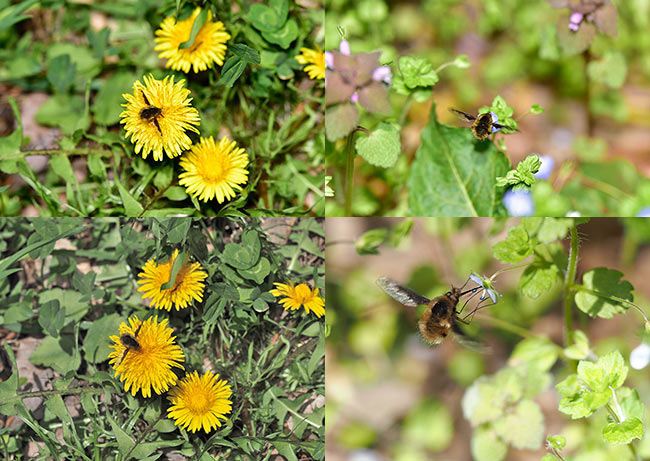 300mmF4と40-150mmでツリアブを撮る