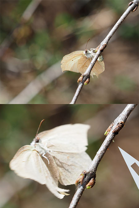スジボソヤマキチョウの産卵