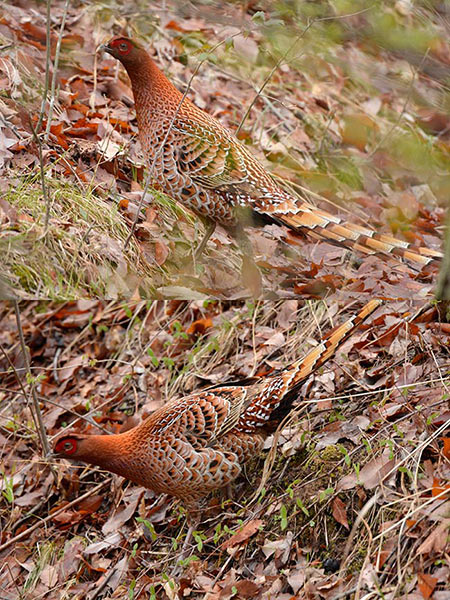 生きもの写真リトルリーグ