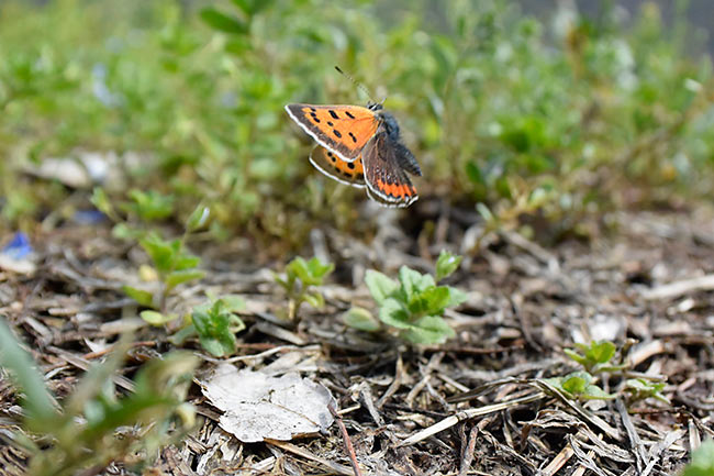 ベニシジミの飛翔