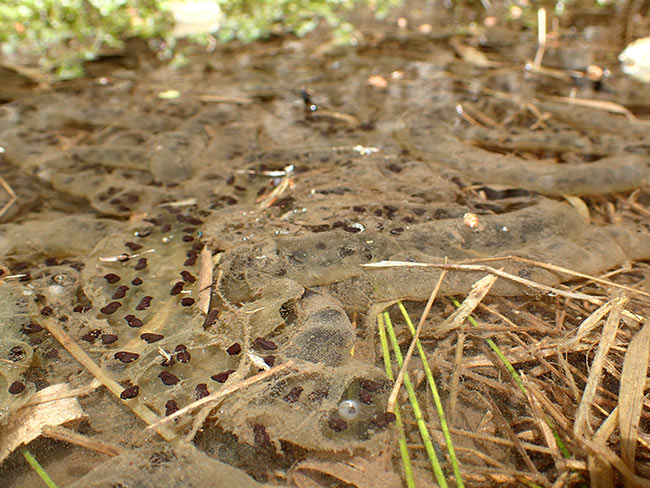 ヒキガエルの卵