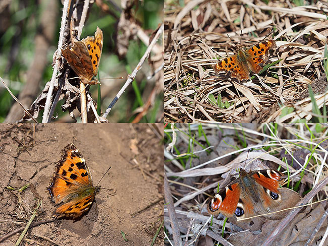 越冬タテハもぼろぼろに