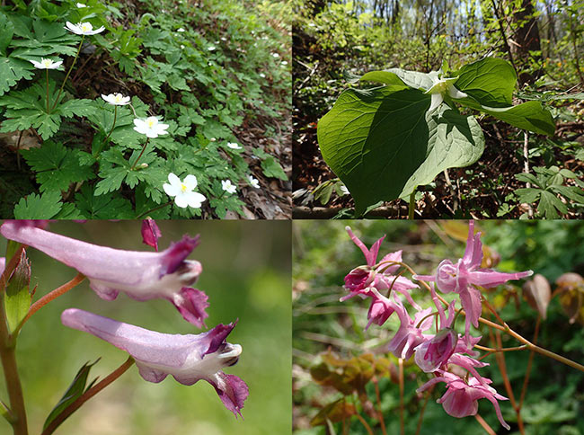 TG-４が進化した点