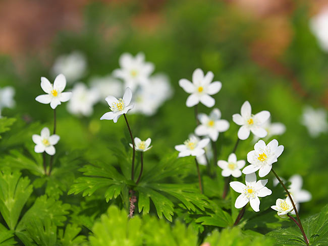 ニリンソウを望遠ズームで